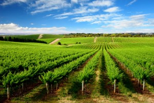 Barossa Valley, South Australia