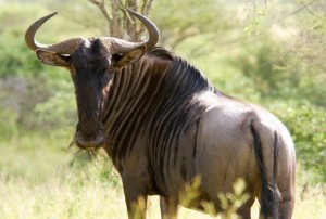 Kruger Park