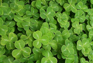 St Patrick's Day