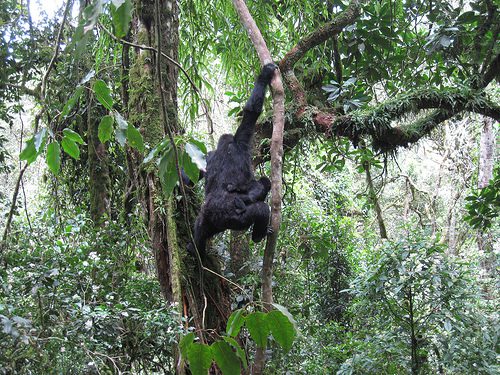 Kahuzi Gorillas