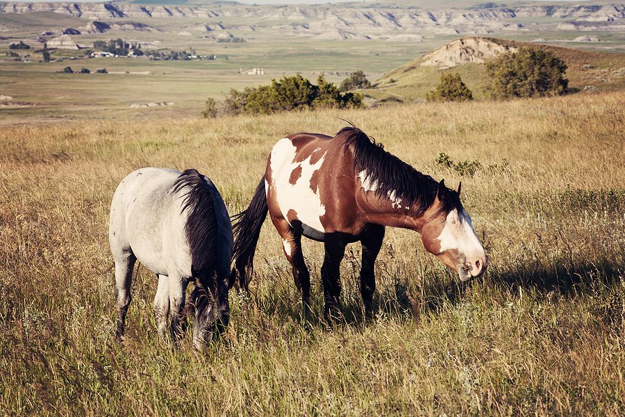 Wild Horses in Theodore Roosevelt