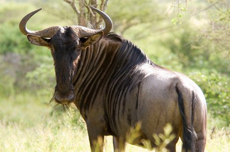 Kruger Park