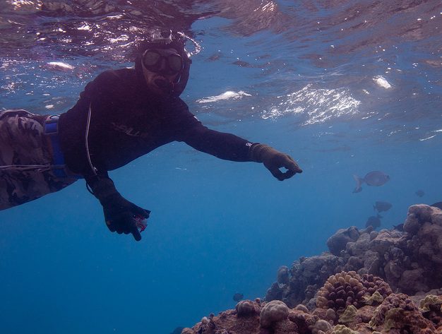 A diver pointing out the coral by USFWS Pacific (flickr)