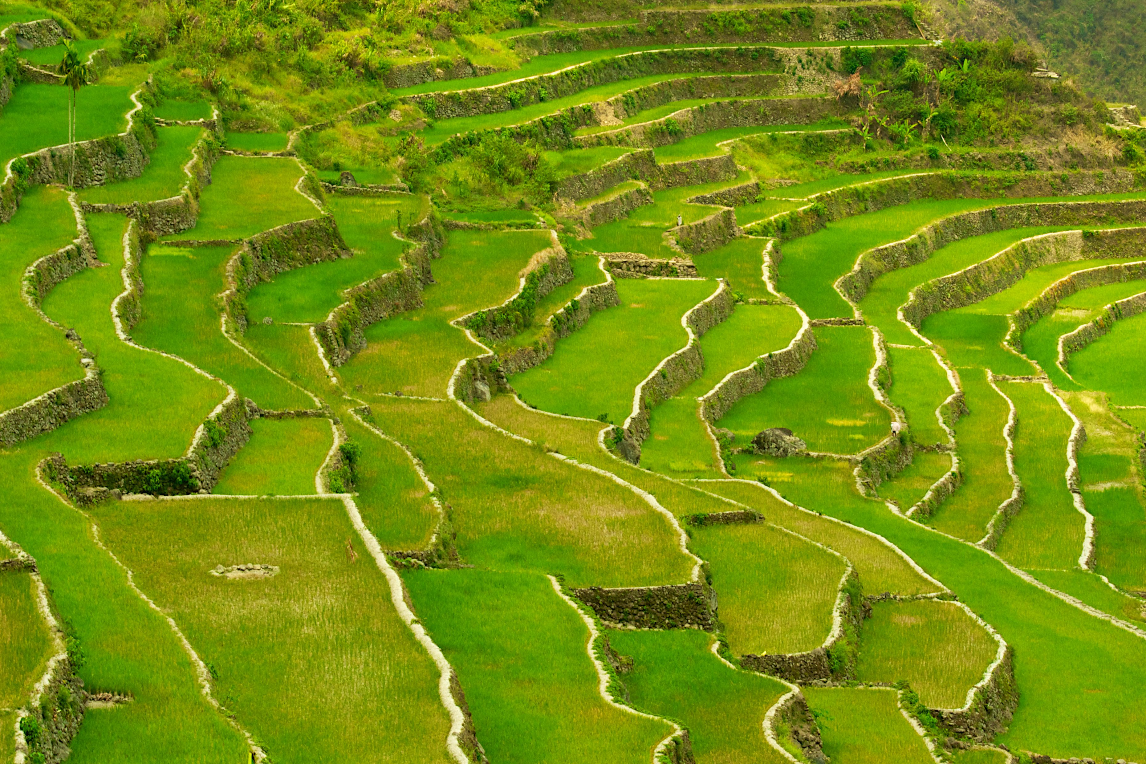 Batad Rice Terraces