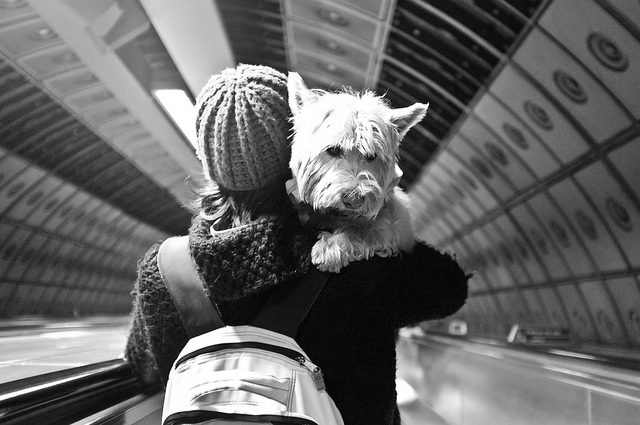 Travel with pets