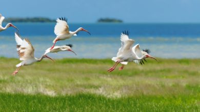 Best Everglades Tours From Miami