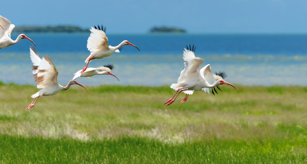 Best Everglades Tours From Miami