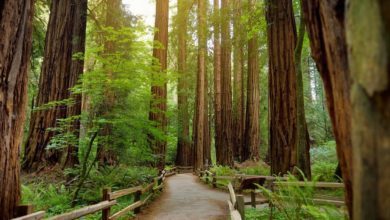 best muir woods tours from san francisco