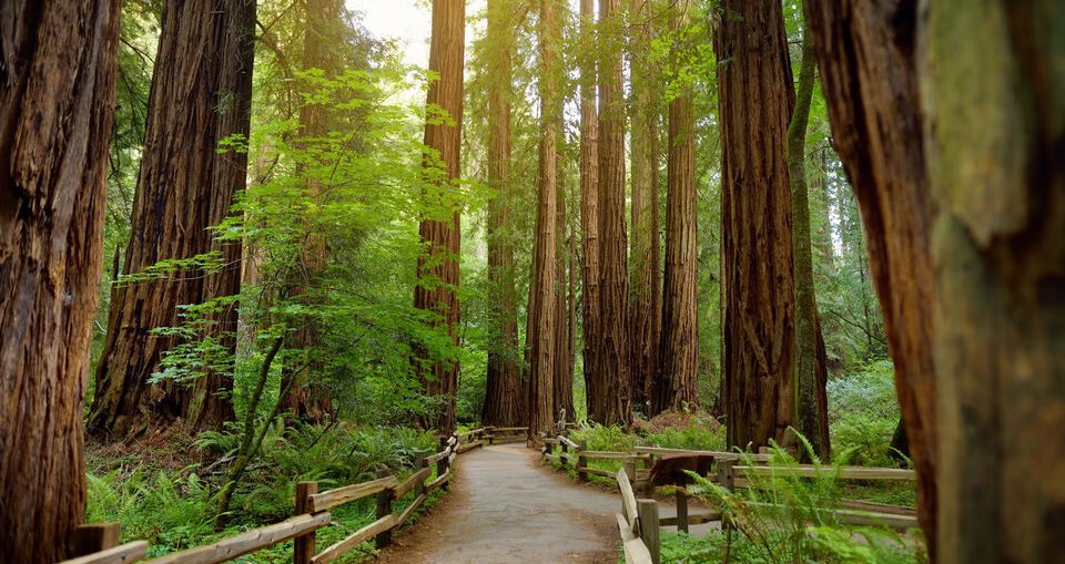 best muir woods tours from san francisco