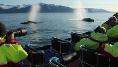 Best Iceland Whale Watching Tours