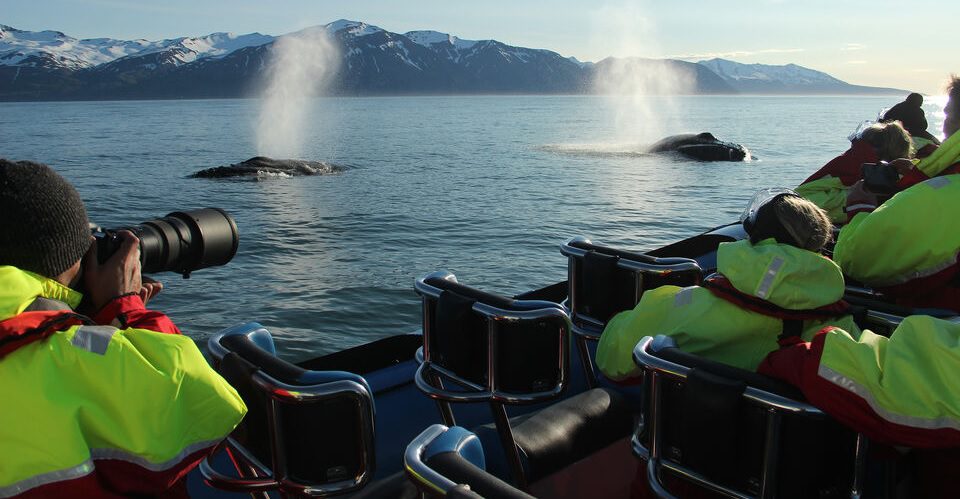 Best Iceland Whale Watching Tours