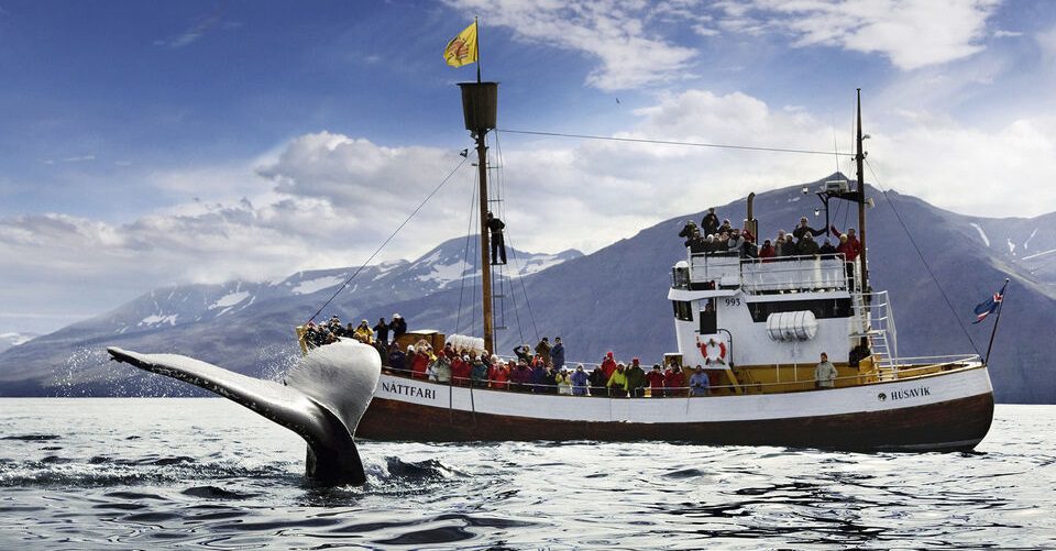 best whale watching tours in iceland