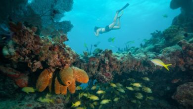 best key west snorkeling tours