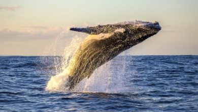 best maui whale watching tours