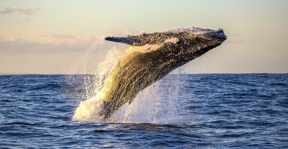best maui whale watching tours