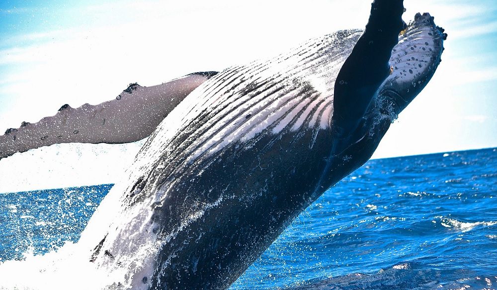 maui whale watching tours